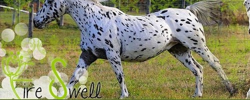 3 heria.pise.cz fire swell